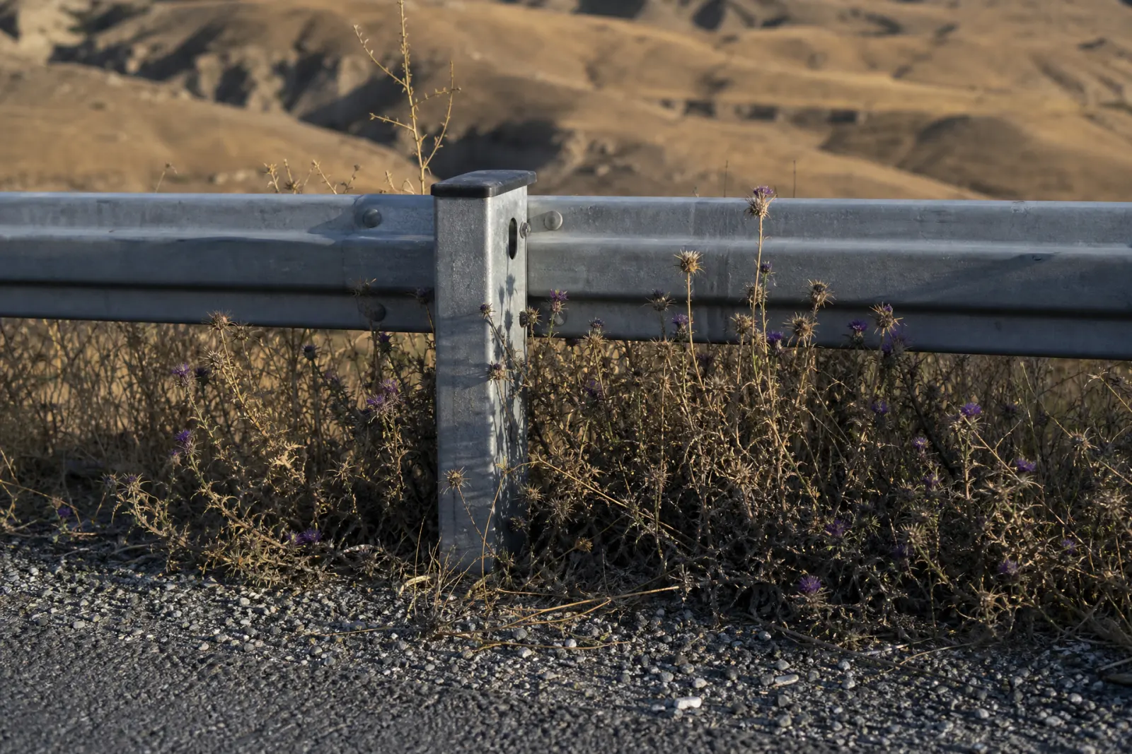 Yol bariyerinin direği dibinde deve dikeni