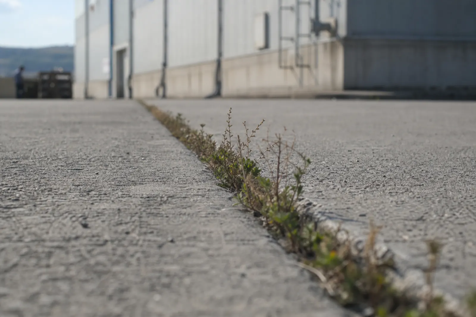 Beton derzinden çıkan ot hattı, yer seviyesinden